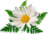 Camomile icon